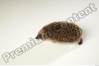 Hedgehog - Erinaceus europaeus  0006
